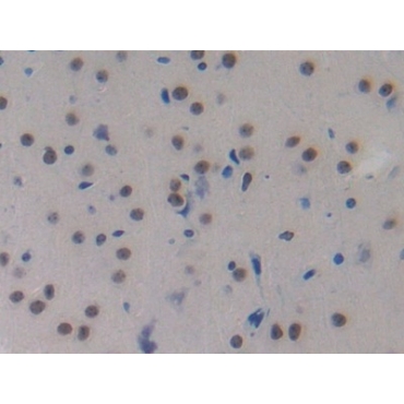 Monocyte Chemotactic Protein 2 (MCP2) Mouse Polyclonal Antibody