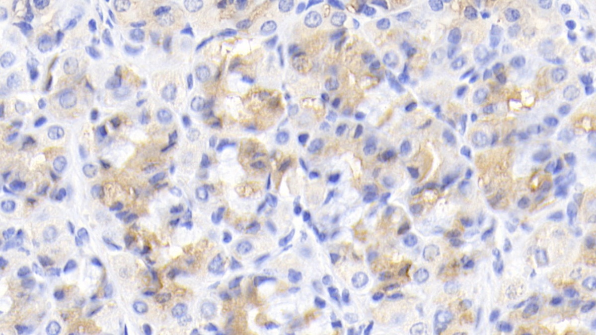 Monocyte Chemotactic Protein 2 (MCP2) Pig Polyclonal Antibody