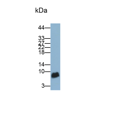 Monocyte Chemotactic Protein 3 (MCP3) Mouse Polyclonal Antibody