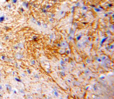 Monocyte Chemotactic Protein 3 (MCP3) Rat Polyclonal Antibody