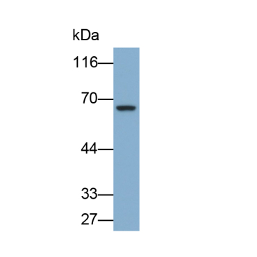 Colony Stimulating Factor 1, Macrophage (MCSF) Human Polyclonal Antibody