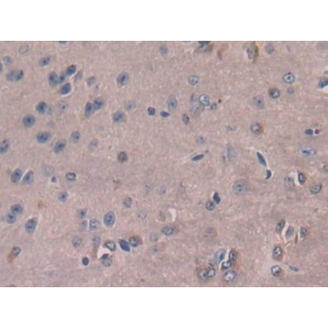 Colony Stimulating Factor 1, Macrophage (MCSF) Mouse Polyclonal Antibody