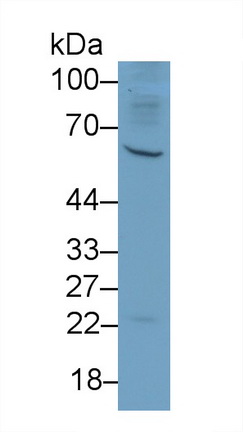 Colony Stimulating Factor 1, Macrophage (MCSF) Rat Polyclonal Antibody