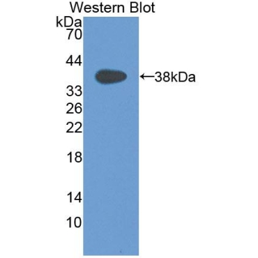 Macrophage Inflammatory Protein 1 Alpha (MIP1a) Canis familiaris; Canine (Dog) Polyclonal Antibody