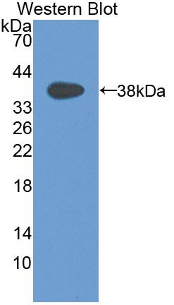 Macrophage Inflammatory Protein 1 Alpha (MIP1a) Canis familiaris; Canine (Dog) Polyclonal Antibody
