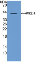 Macrophage Inflammatory Protein 1 Alpha (MIP1a) Rat Polyclonal Antibody