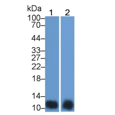 Macrophage Inflammatory Protein 3 Alpha (MIP3a) Human Polyclonal Antibody