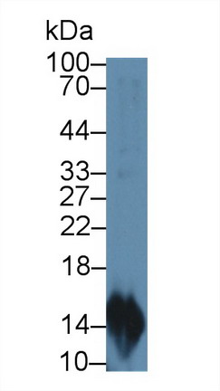 Macrophage Inflammatory Protein 3 Alpha (MIP3a) Rat Polyclonal Antibody