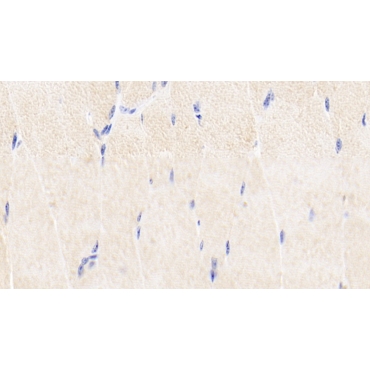 Matrix Metalloproteinase 1 (MMP1) Bovine (Cattle) Polyclonal Antibody