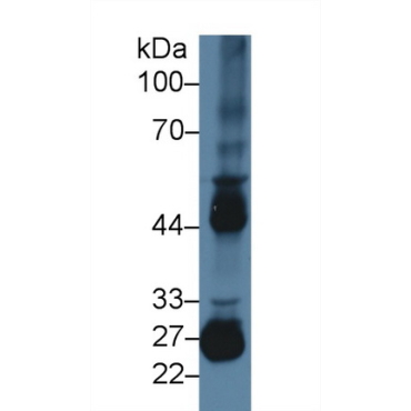 Matrix Metalloproteinase 10 (MMP10) Mouse Polyclonal Antibody