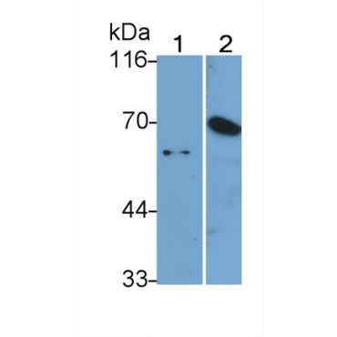 Matrix Metalloproteinase 13 (MMP13) Bovine (Cattle) Polyclonal Antibody