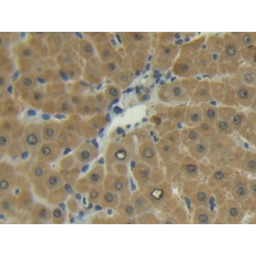Matrix Metalloproteinase 13 (MMP13) Human Polyclonal Antibody