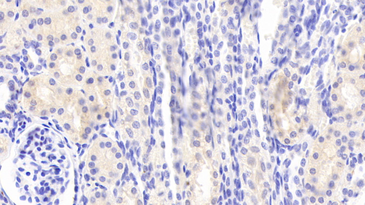 Matrix Metalloproteinase 13 (MMP13) Pig Polyclonal Antibody