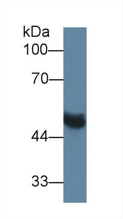 Matrix Metalloproteinase 13 (MMP13) Rat Polyclonal Antibody