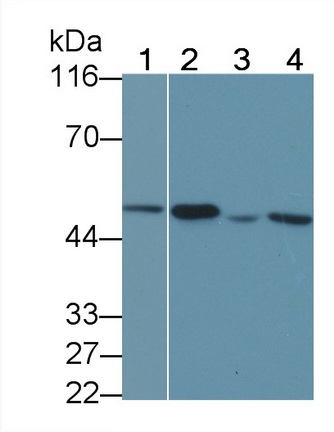 Matrix Metalloproteinase 3 (MMP3) Human Polyclonal Antibody