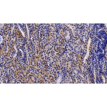 Matrix Metalloproteinase 3 (MMP3) Human Polyclonal Antibody