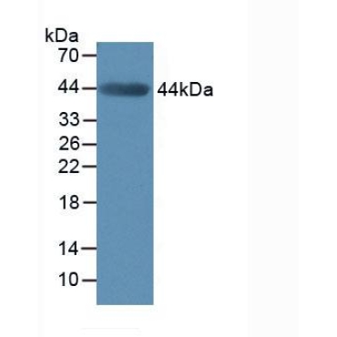 Matrix Metalloproteinase 3 (MMP3) Mouse Polyclonal Antibody
