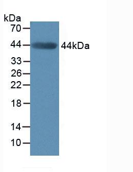 Matrix Metalloproteinase 3 (MMP3) Mouse Polyclonal Antibody