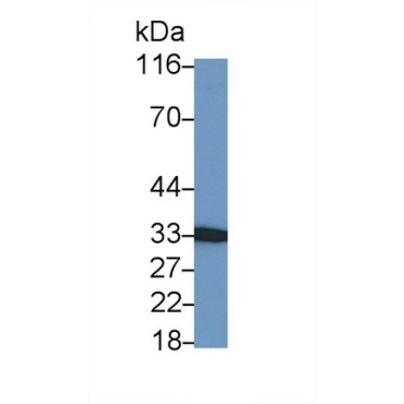 Nerve Growth Factor (NGF) Bovine (Cattle) Polyclonal Antibody