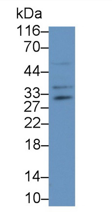 Nerve Growth Factor (NGF) Rat Polyclonal Antibody