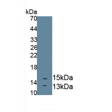 Neurotrophin 3 (NT3) Mouse Polyclonal Antibody