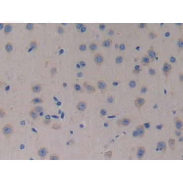 Neurotrophin 4 (NT4) Mouse Polyclonal Antibody