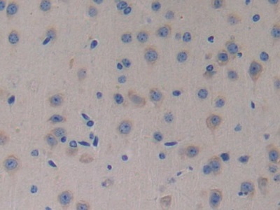 Neurotrophin 4 (NT4) Mouse Polyclonal Antibody