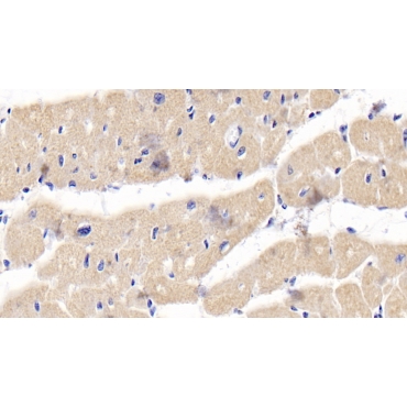 Osteoprotegerin (OPG) Human Polyclonal Antibody