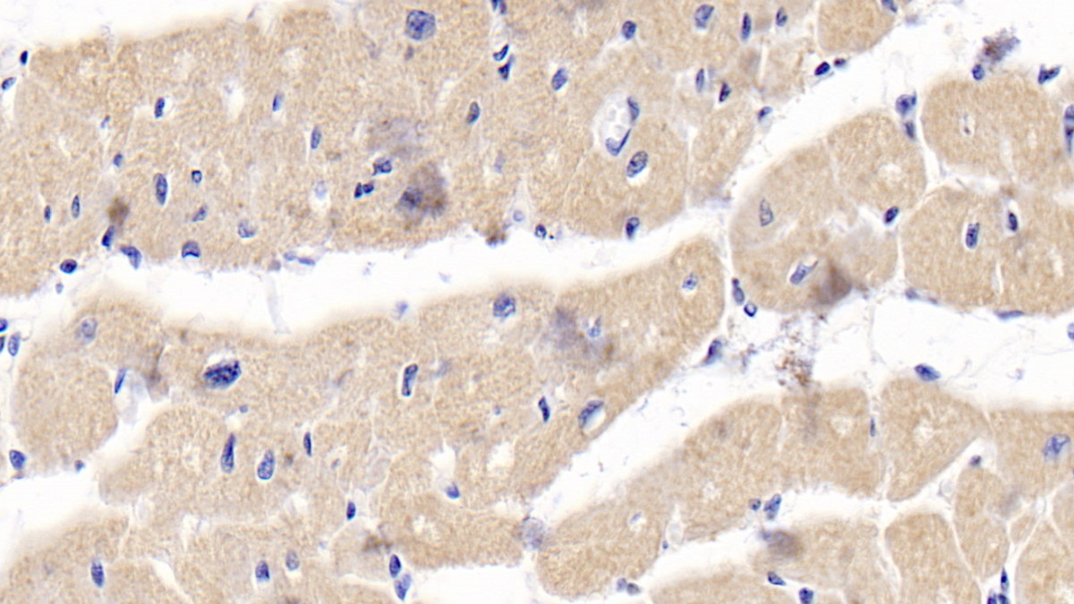 Osteoprotegerin (OPG) Human Polyclonal Antibody