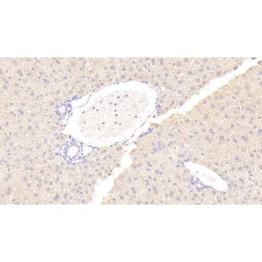Osteoprotegerin (OPG) Mouse Polyclonal Antibody