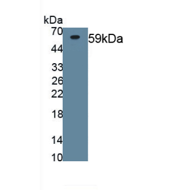 Osteoprotegerin (OPG) Mouse Polyclonal Antibody