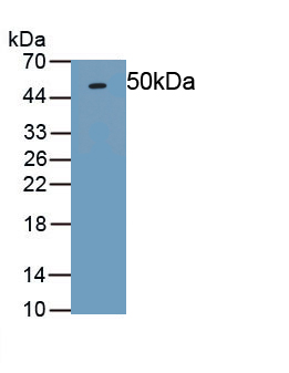 Osteoprotegerin (OPG) Rat Polyclonal Antibody