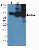 Creatine Kinase, Muscle (CKM) Pig Polyclonal Antibody