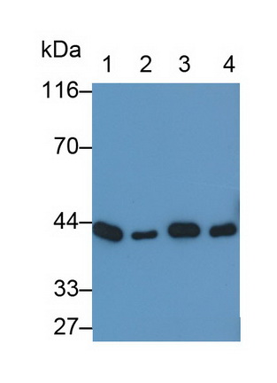Creatine Kinase, Muscle (CKM) Rat Polyclonal Antibody