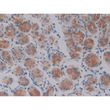 Oncostatin M (OSM) Human Polyclonal Antibody