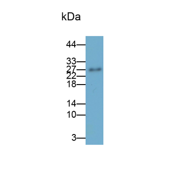 Placenta Growth Factor (PLGF) Mouse Polyclonal Antibody