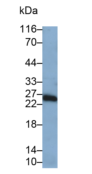 Placenta Growth Factor (PLGF) Rat Polyclonal Antibody