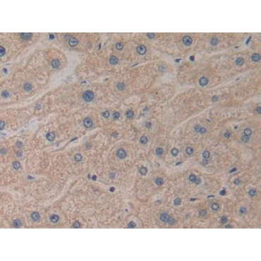 Prokineticin 2 (PK2) Human Polyclonal Antibody