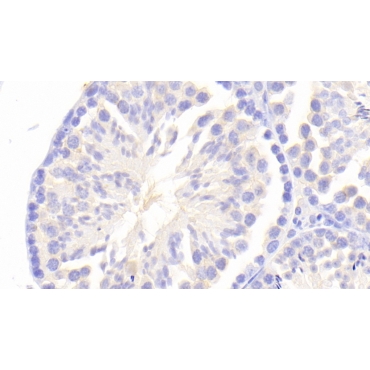 Prokineticin 2 (PK2) Mouse Polyclonal Antibody