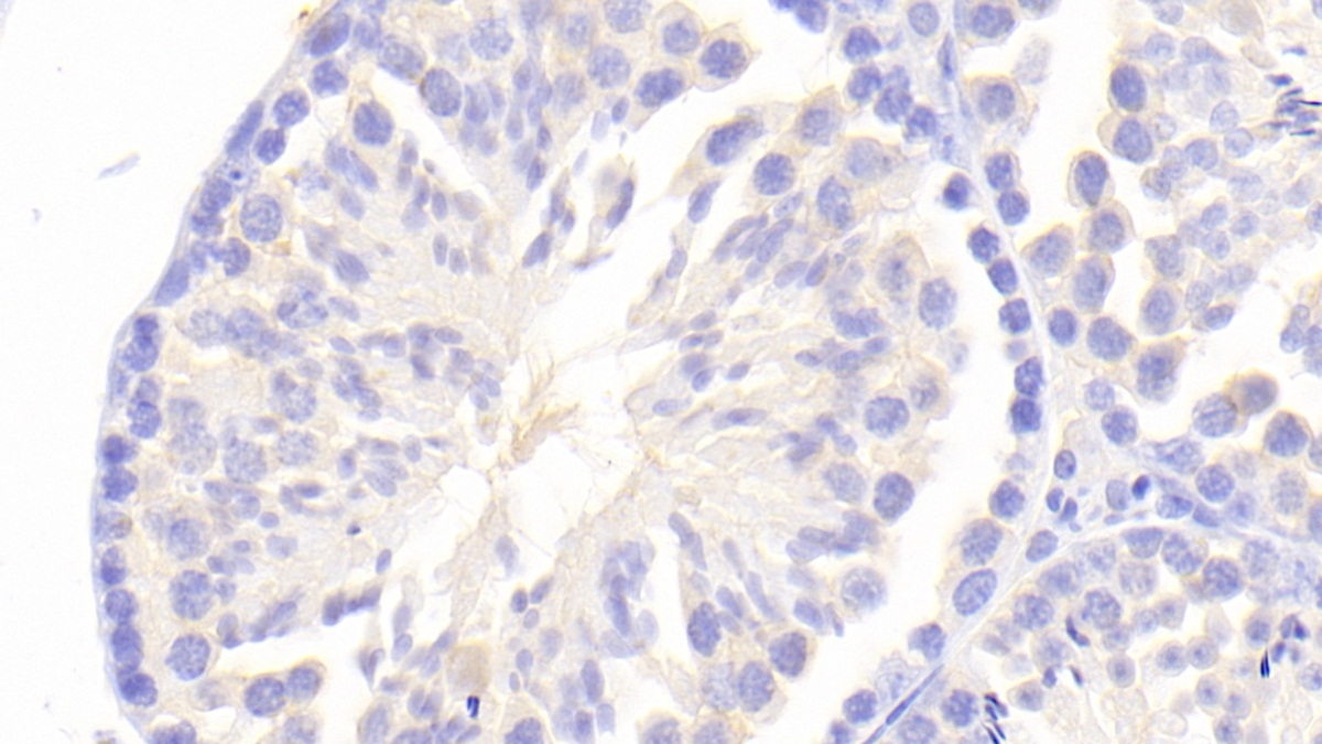 Prokineticin 2 (PK2) Mouse Polyclonal Antibody