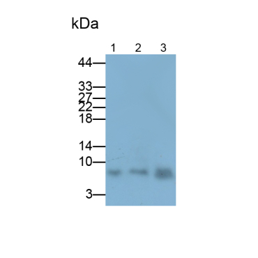 Regulated On Activation In Normal T-Cell Expressed And Secreted (RANTES) Mouse Polyclonal Antibody