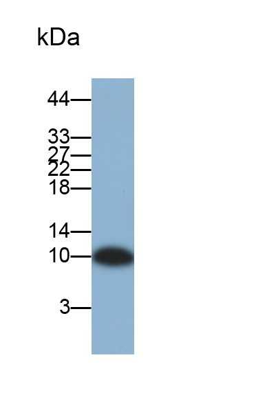 Regulated On Activation In Normal T-Cell Expressed And Secreted (RANTES) Pig Polyclonal Antibody
