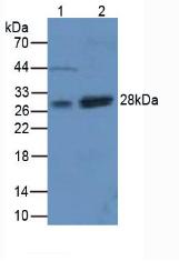 Superoxide Dismutase 3, Extracellular (SOD3) Mouse Polyclonal Antibody