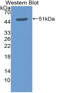 Cluster Of Differentiation 30 Ligand (CD30L) Rat Polyclonal Antibody
