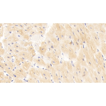 Cluster Of Differentiation 40 Ligand (CD40L) Human Polyclonal Antibody