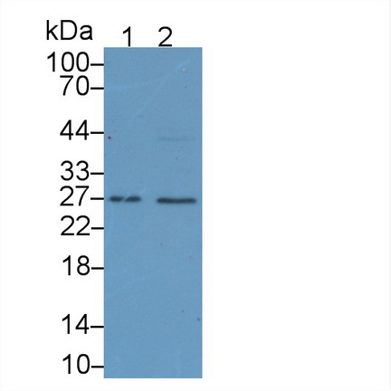 Cluster Of Differentiation 40 Ligand (CD40L) Pig Polyclonal Antibody