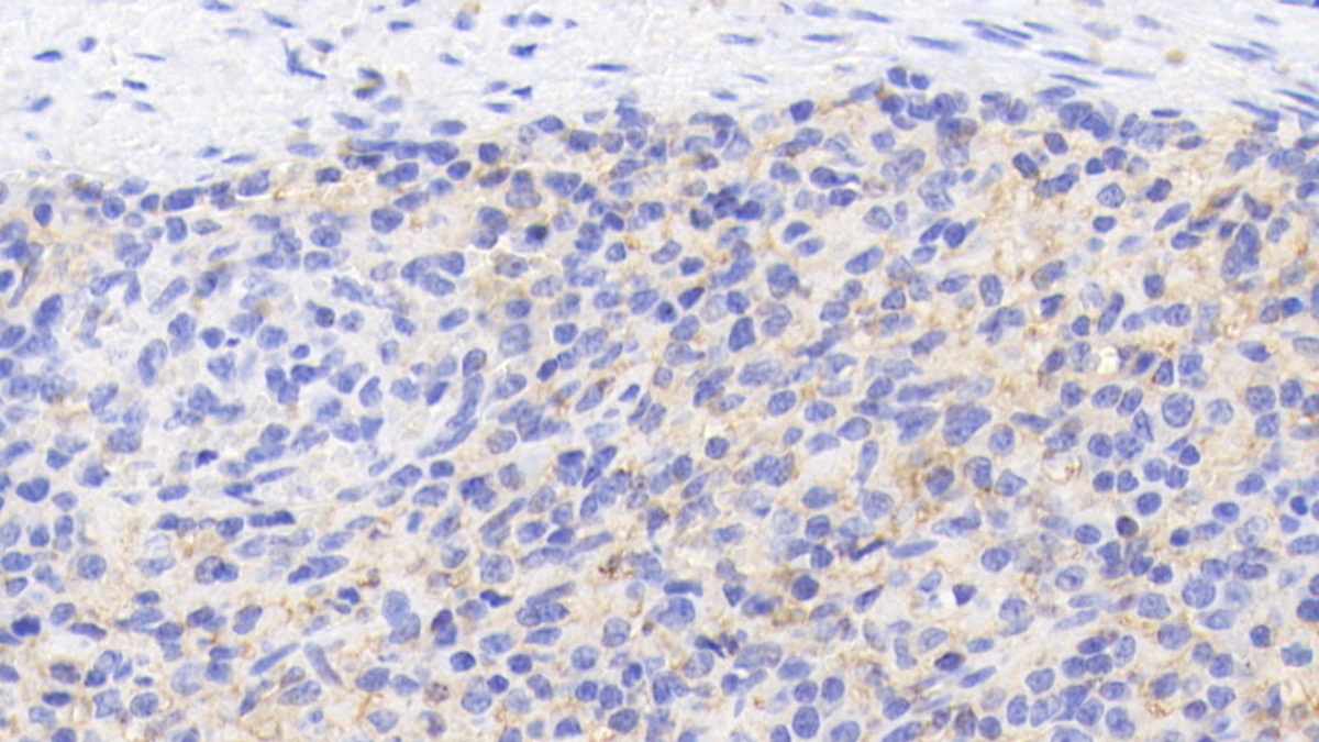 Cluster Of Differentiation 40 Ligand (CD40L) Pig Polyclonal Antibody