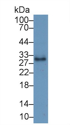 Cluster Of Differentiation 40 Ligand (CD40L) Pig Polyclonal Antibody