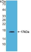 Cluster Of Differentiation 40 Ligand (CD40L) Rhesus monkey (Simian) Polyclonal Antibody