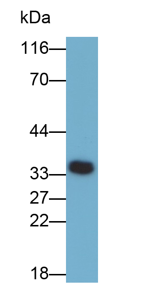 Stem Cell Factor (SCF) Mouse Polyclonal Antibody